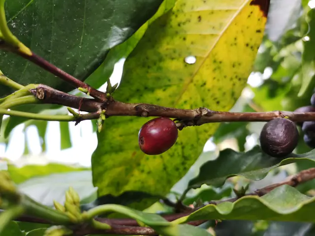 Cerise de café sur une branche de caféier