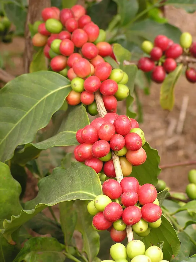 Grappe de cerises de café mûres