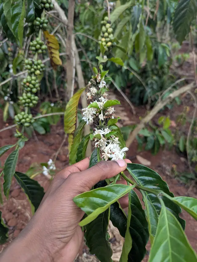 Branche de caféier en fleurs