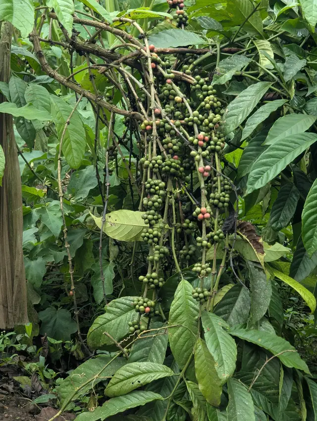 Caféier chargé de grappes de cerises vertes