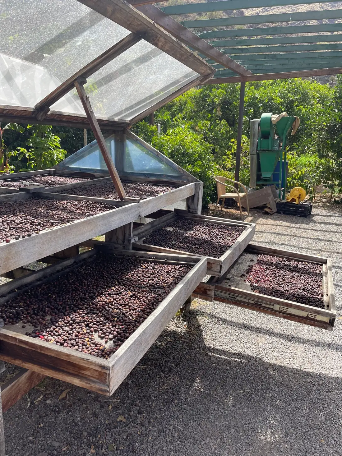 Cerises de café séchant au soleil sur des lits surélevés