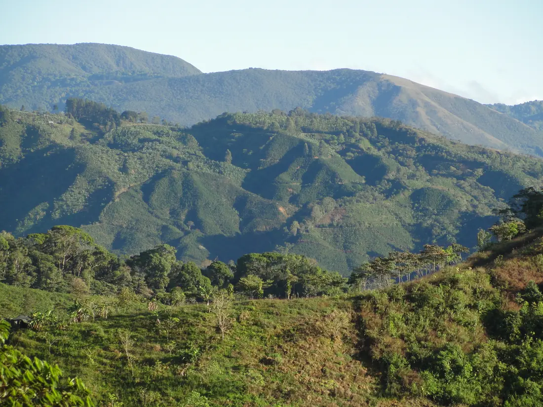 Montagnes couvertes de plantations de café