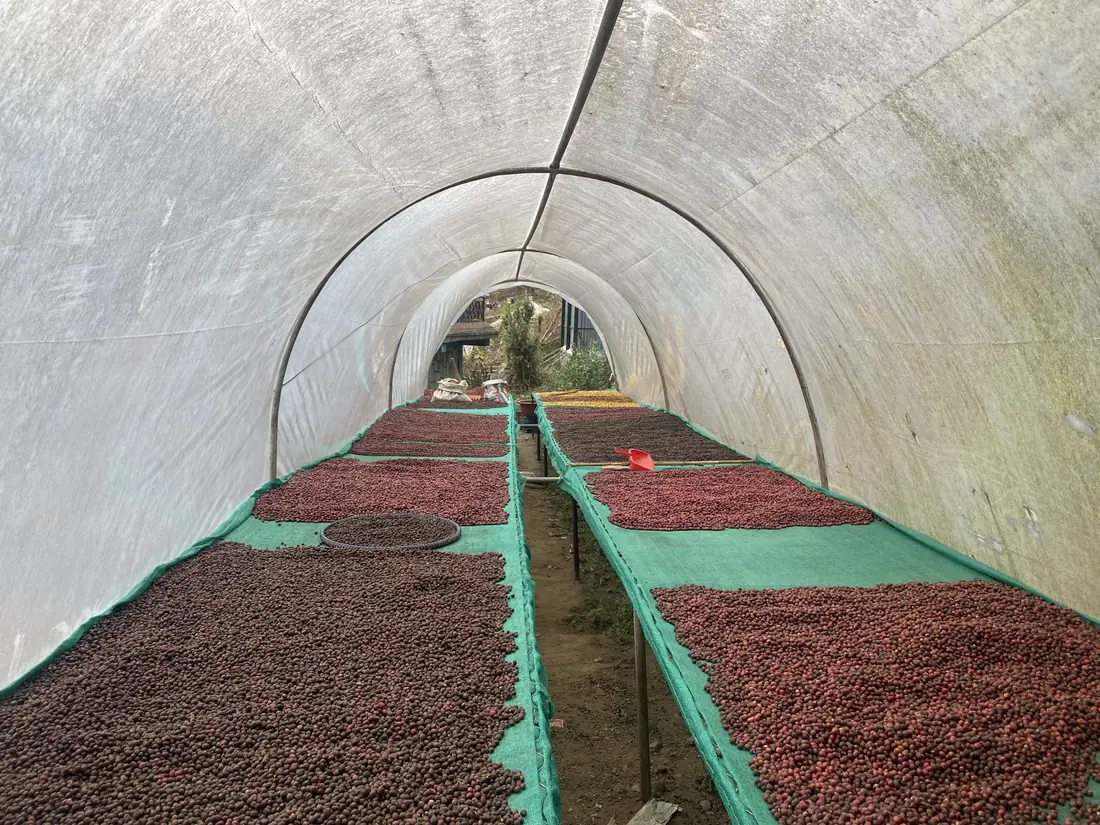 Café en séchage sous un tunnel
